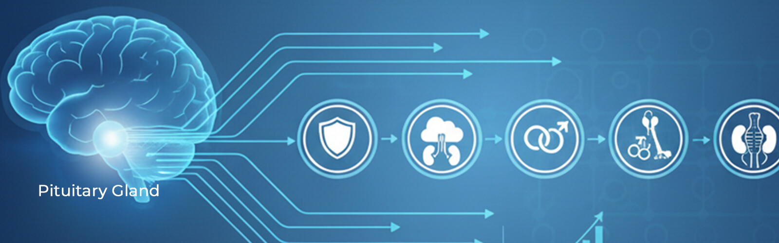 The Pituitary Gland Explained: How One Gland Controls the Body